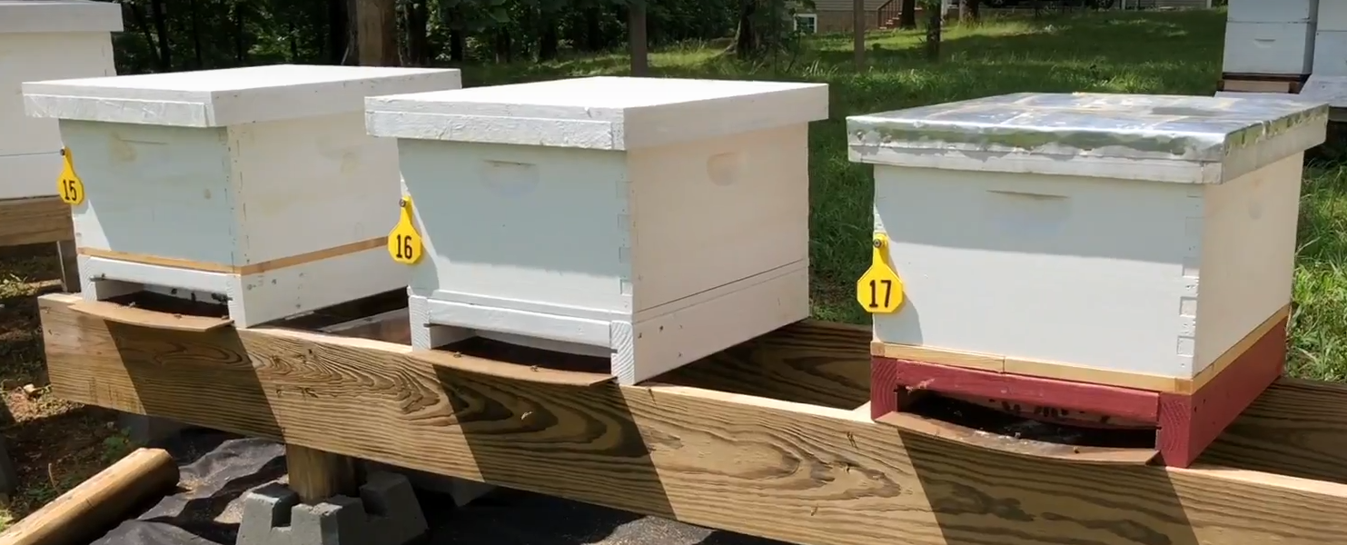 10 Frame - Single Deep Complete Honey Bee Colony -2021
